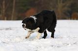 BORDER COLLIE 1158